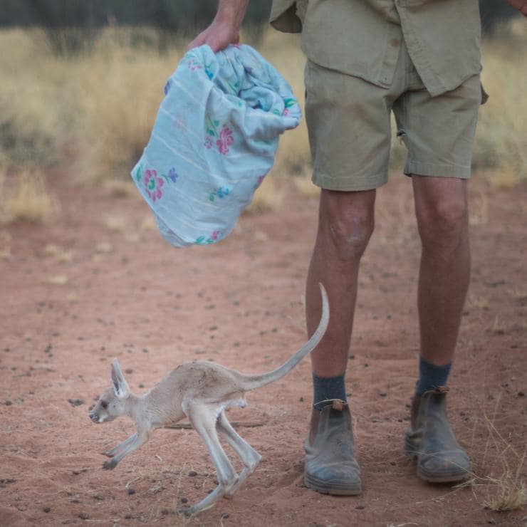 A small kangaroo joey jumping past a tour guide at The Kangaroo Sanctuary, NT © Tourism NT/Matt Glastonbury 2017