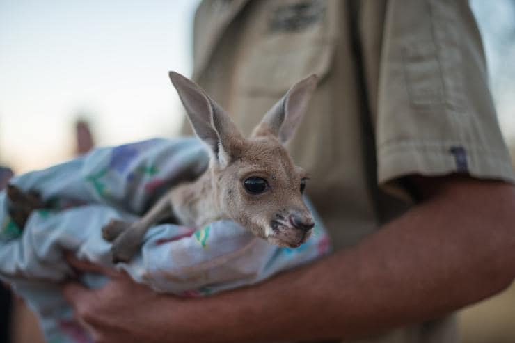 A kangaroo joey snuggled in blankets at The Kangaroo Sanctuary © Tourism NT/Matt Glastonbury 2017