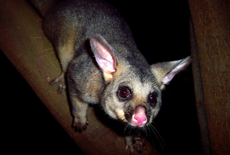 A brush-tailed possum spotted at night on a Boutique Wildlife Tour in the Southern Highlands © Boutique Wildlife Tours