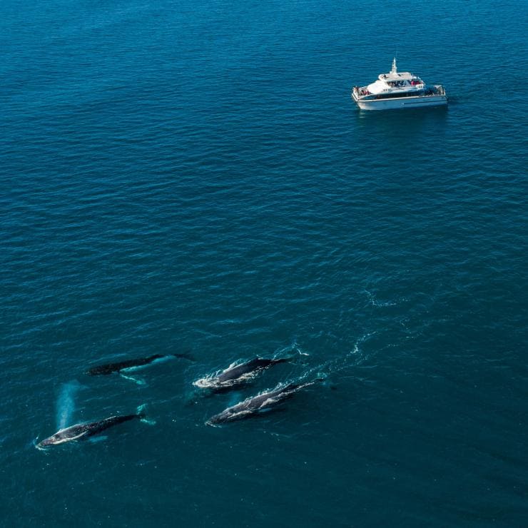 Aerial of a Naturaliste Charters boat alongside whales near Dunsborough © Tourism Australia