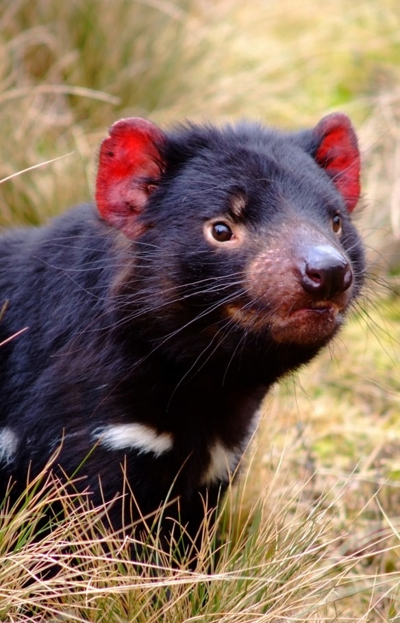 Tasmanian devil in the grass at Cradle Mountain National Park in Tasmania © Tourism Tasmania