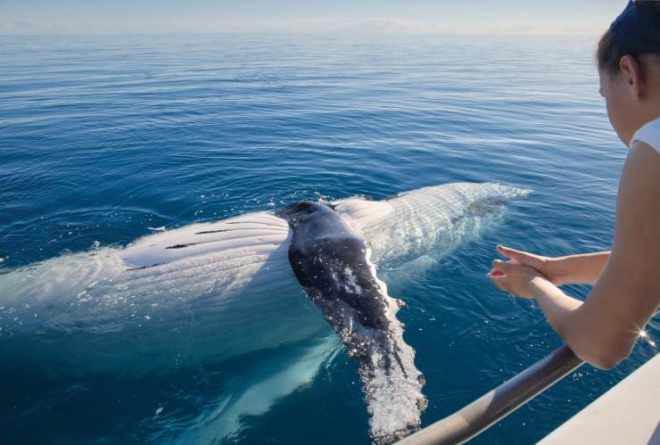 Whale watching, Harvey Bay, QLD © Tourism and Events Queensland
