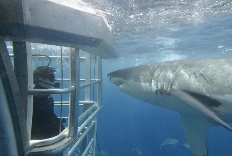 Shark cage diving, Port Lincoln, SA © Calypso Star Charters