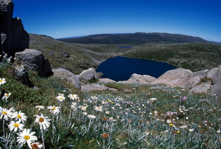  Flowers in bloom at a lookout in Kosciuszko National Park © Tourism Australia