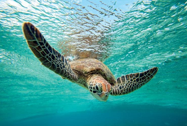 Green sea turtle, Lady Elliot Island, Great Barrier Reef, QLD © Tourism & Events Queensland