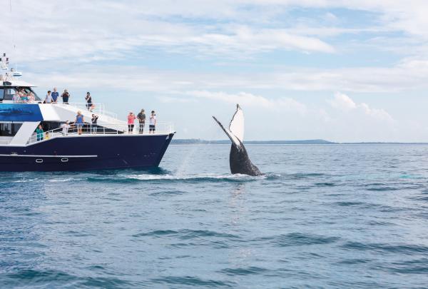 Whale breaching at Hervey Bay © Tourism and Events Queensland