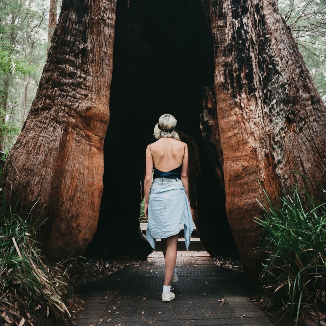Girl walking through an ancient tree © Australia's South West