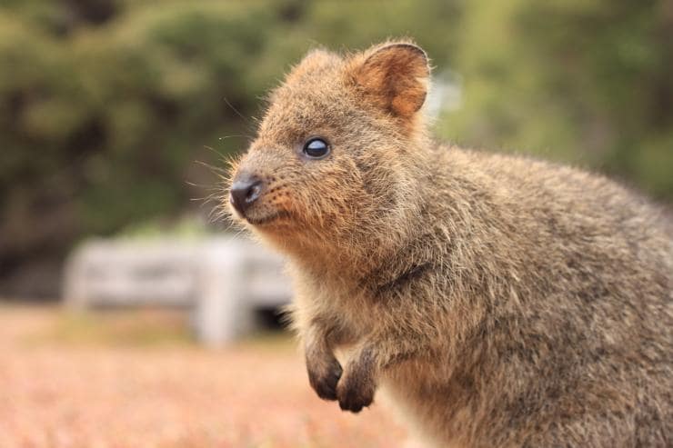 A quokka smiling towards the camera during sunset with the ocean in the background on Rottnest Island, Western Australia © Tourism Australia A quokka smiling towards the camera during sunset with the ocean in the background on Rottnest Island, Western Australia © Tourism Australia