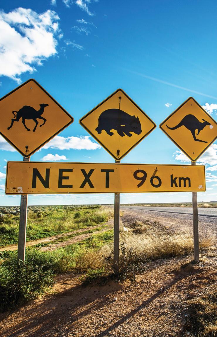 Road sign warning of wildlife including kangaroos and wombats along the Eyre Highway, Nullarbor, South Australia © Greg Snell, Tourism Australia