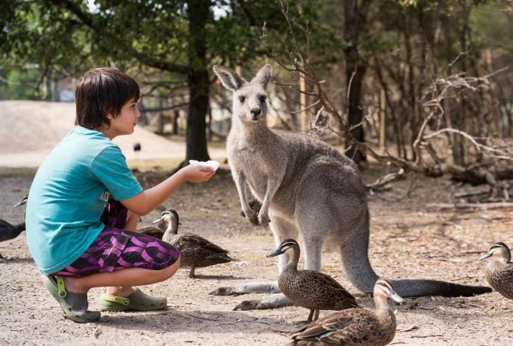 Boy feeding kangaroo at Moonlit Sanctuary in Victoria © Visit Victoria