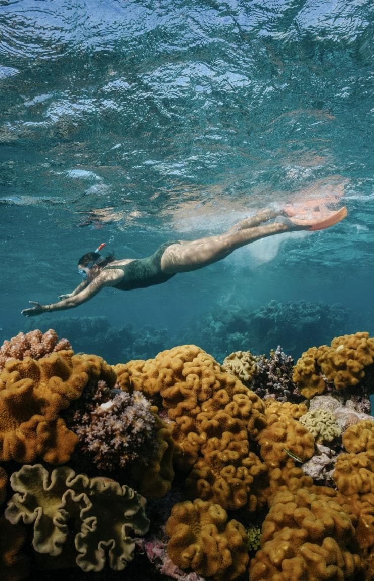 Scuba Diving in the Fitzroy Reef Lagoon at the Great Barrier Reef © Tourism and Events Queensland