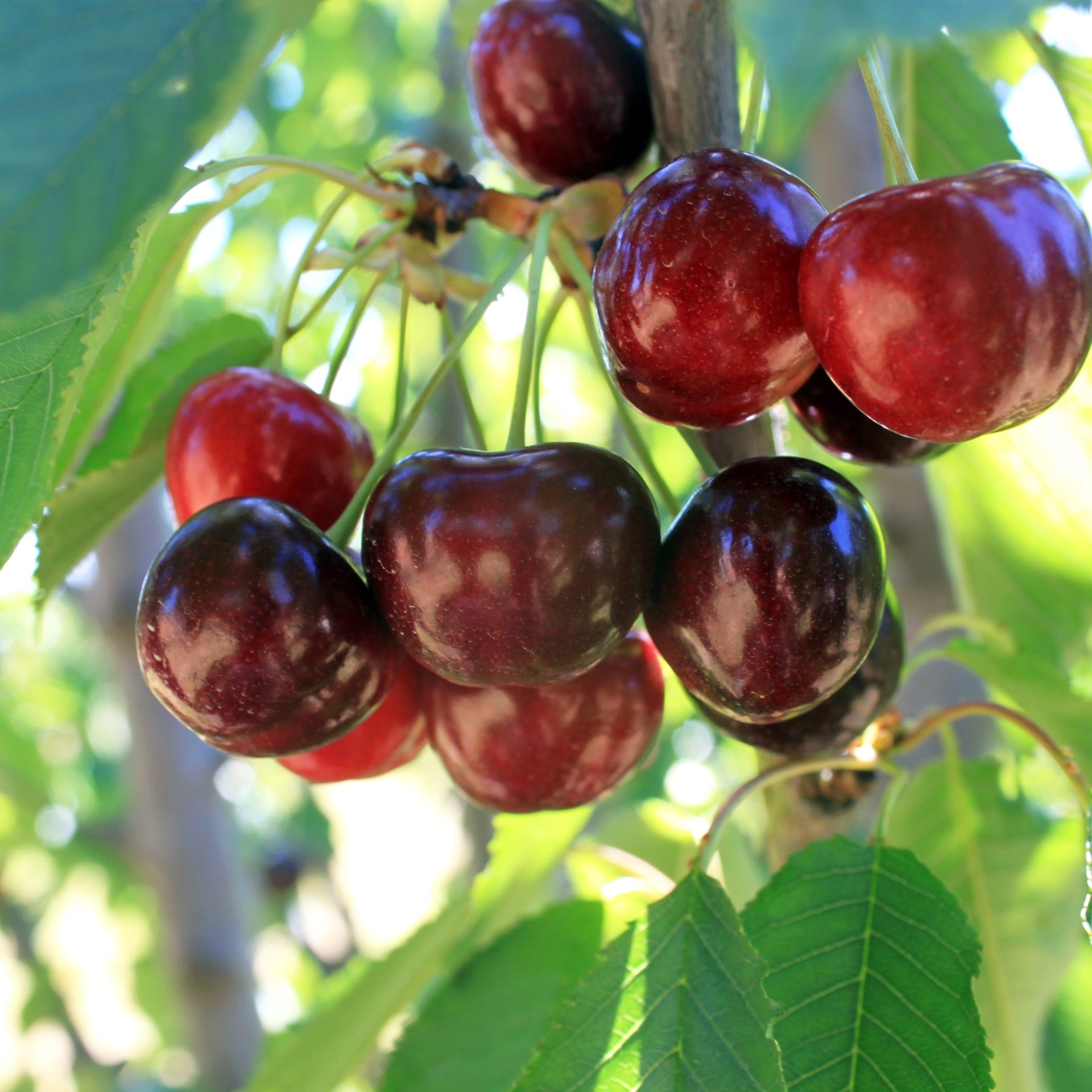 Cherry Orchard, Manjimup, WA © Tourism Australia