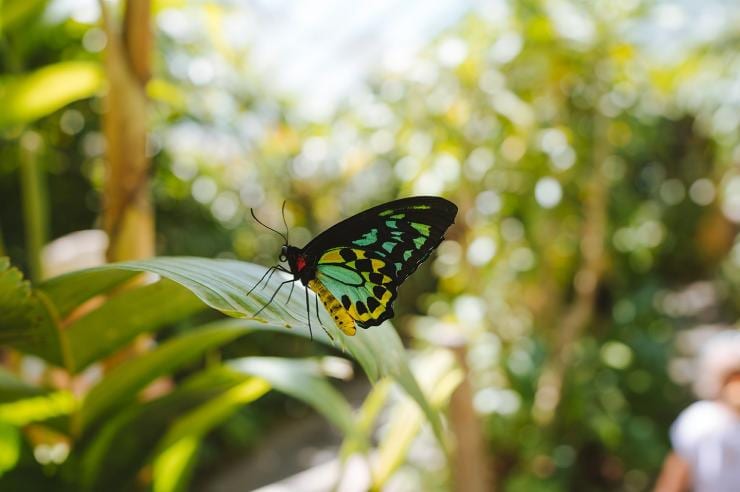 Australian Butterfly Sanctuary, Kuranda, Queensland © Tourism Australia