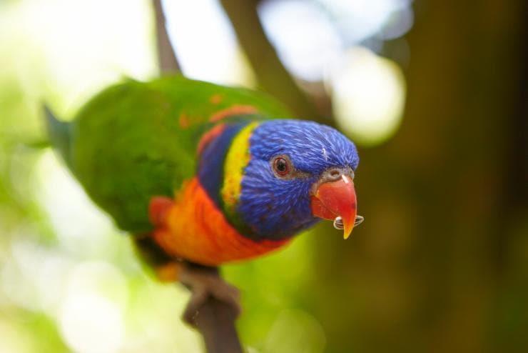 Birdworld Kuranda, Kuranda, Queensland © Tourism Australia