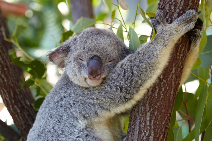 Koala at Kuranda Koala Gardens, Kuranda, Queensland © Tourism Australia