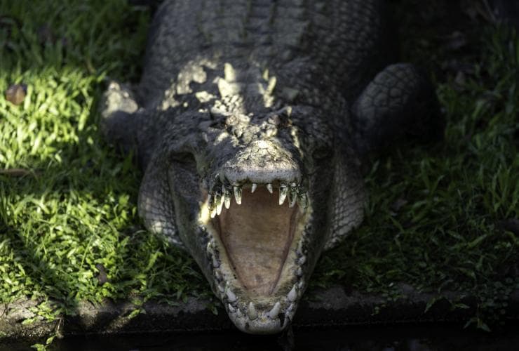 Crocodylus Park, Darwin, NT © Tourism Australia