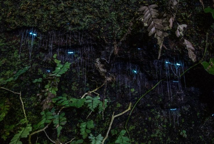 Glow worms on the night tour with Southern Cross 4WD Tours in Tamborine National Park © Southern Cross 4WD Tours
