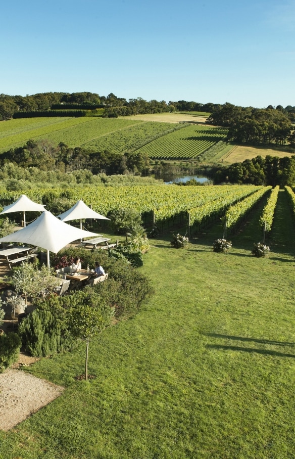 Montalto Vineyard & Olive Grove, Red Hill South, VIC. © Robyn Lea/Brand Victoria