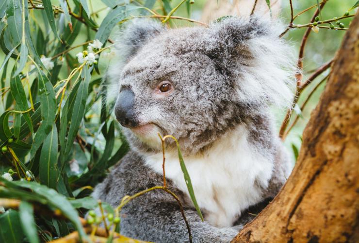 Koala at Healesville Sanctuary, Yarra Valley, VIC © Tourism Australia, Time Out Australia