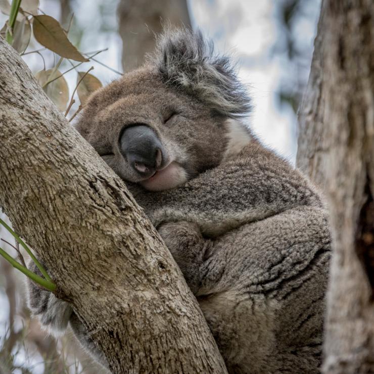 Koala in Kennett River, VIC © Darren Donlen