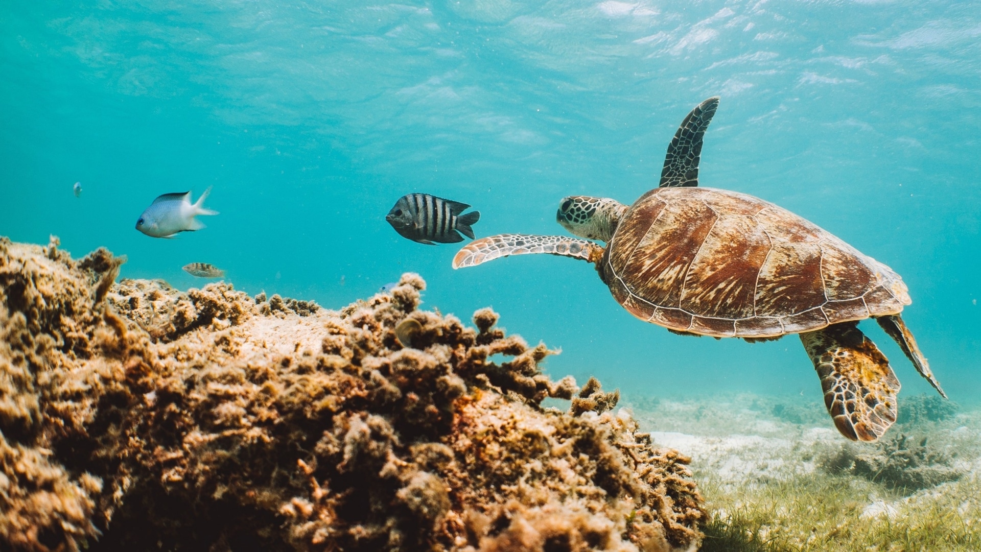 Lizard Island, Great Barrier Reef, QLD © Tourism Australia