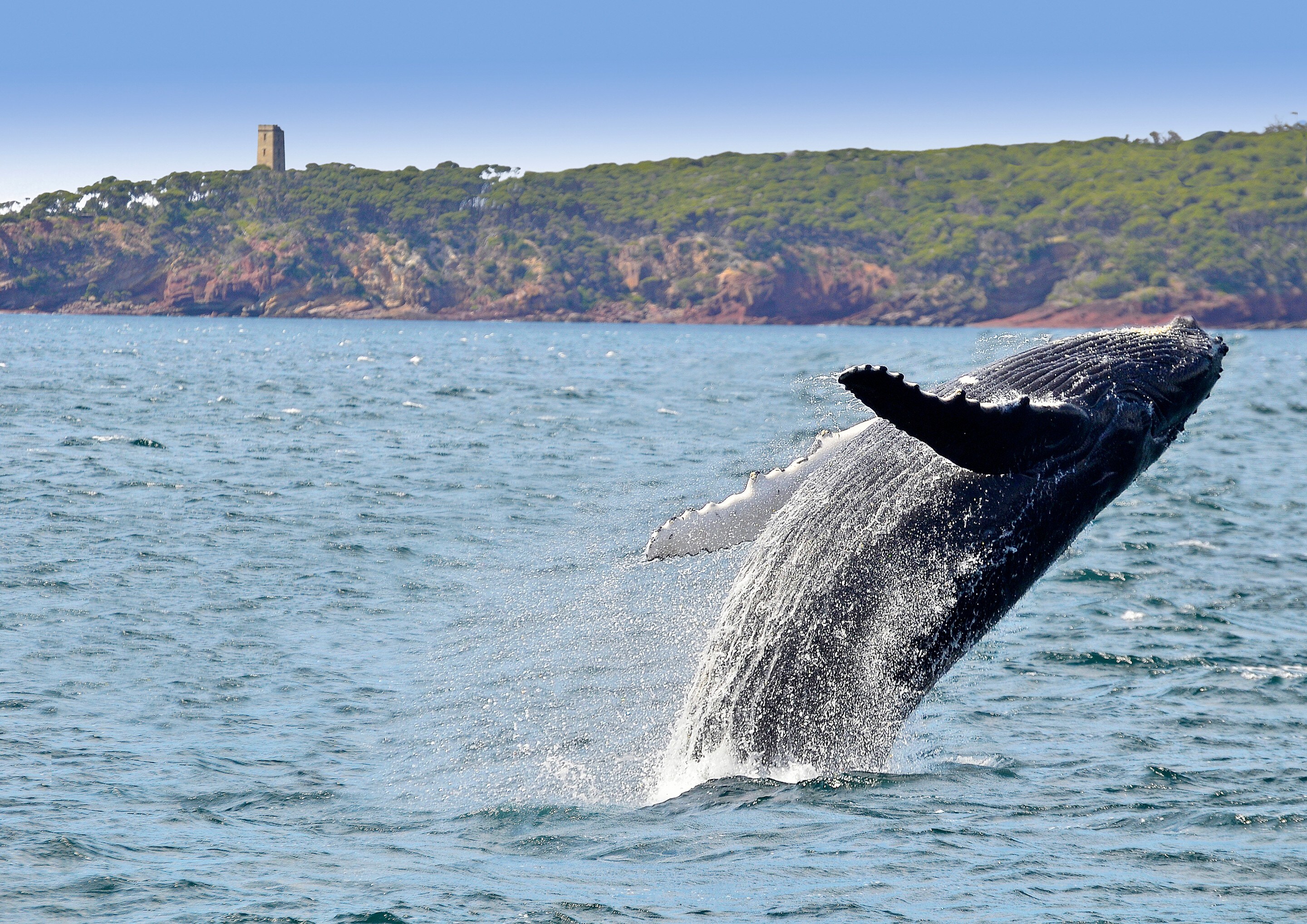 Eden, New South Wales © Warwick Kent courtesy of Sapphire Coast Tourism