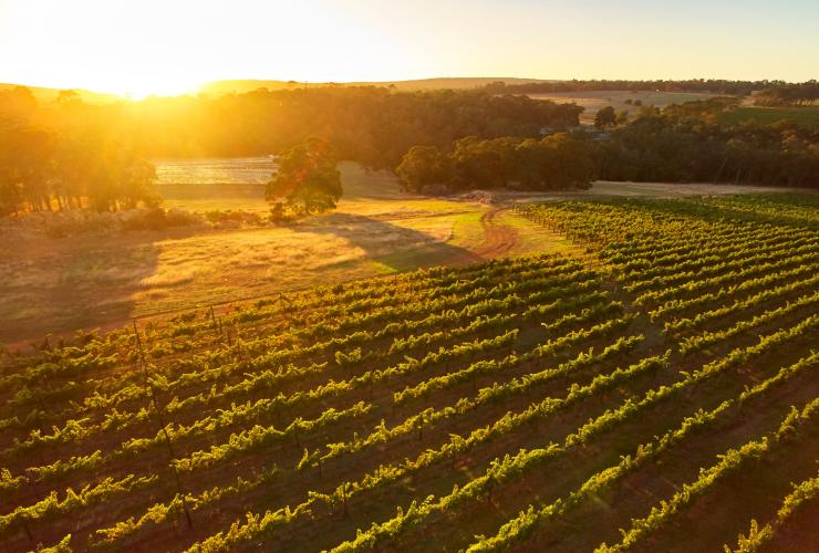 Aerial view over Amato Vino in Margaret River © Tourism Western Australia