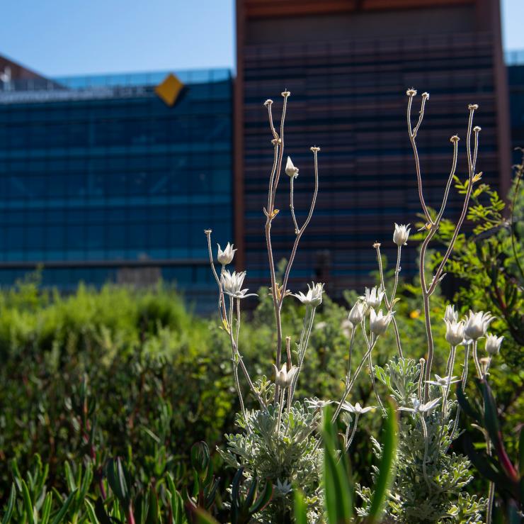 Native plants growing at Yerrabingin Rooftop Garden in Sydney © Yerrabingin Rooftop Garden