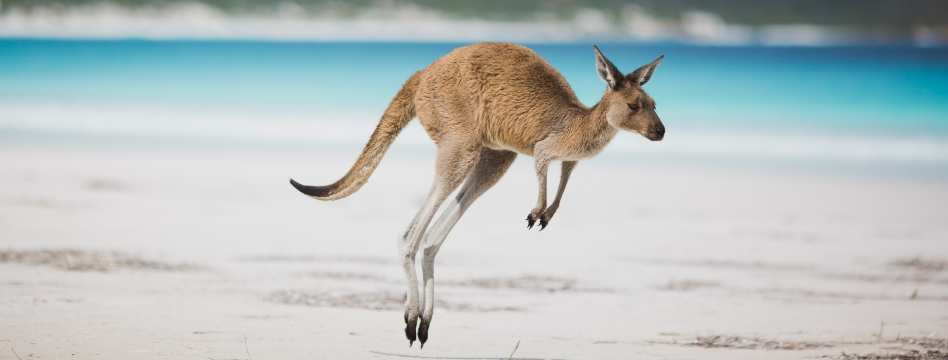 Kangaroo, Lucky Bay, Esperance, WA © Australia’s Golden Outback