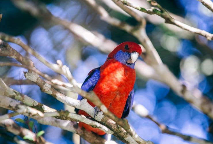 King Parrot on a brance in Lamington National Park © Tourism Australia 