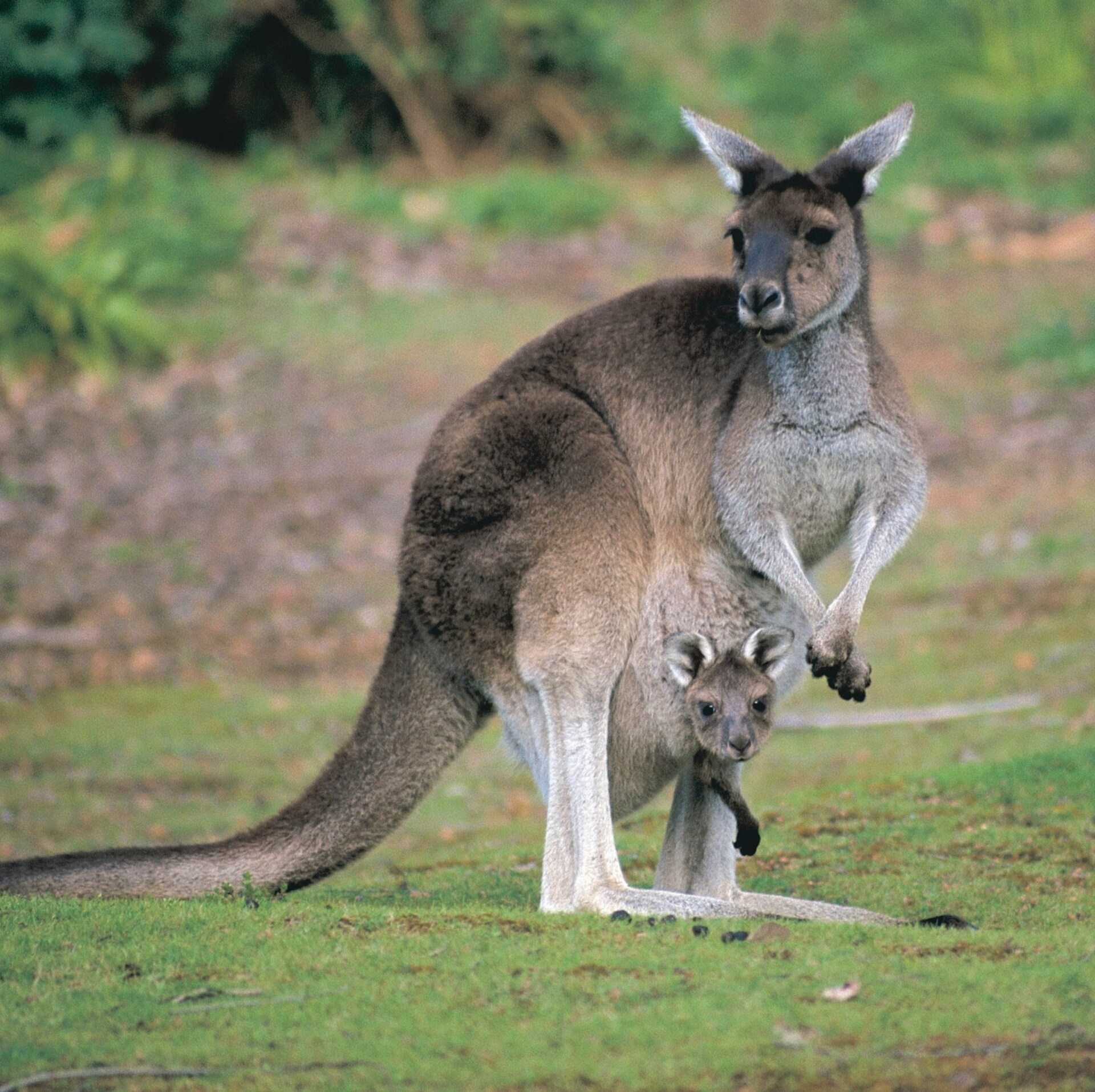 A kangaroo with a joey in its pouch at Donnelly River © Tourism WA