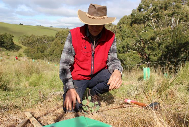 Man planting a new tree as part of the Koala Clancy Foundation’s conservation day © Koala Clancy Foundation