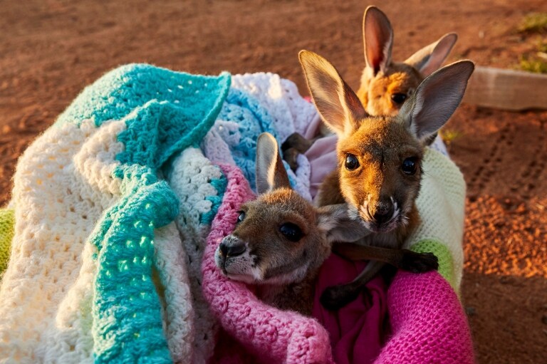 Joeys in a blanket at The Kangaroo Sanctuary in the Northern Territory © Tourism Australia
