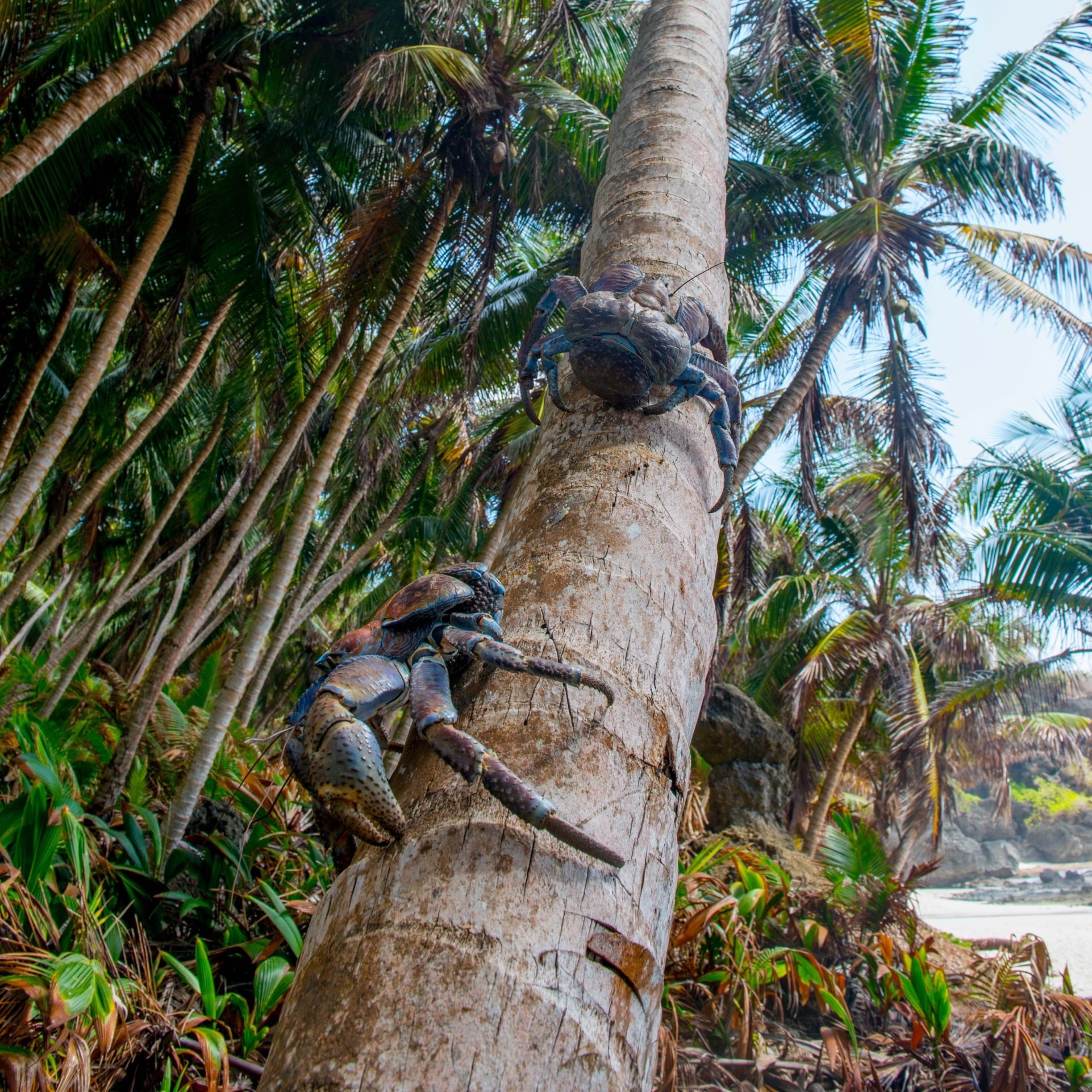 Robber crabs on a palm tree on Christmas Island © Christmas Island Tourism Association