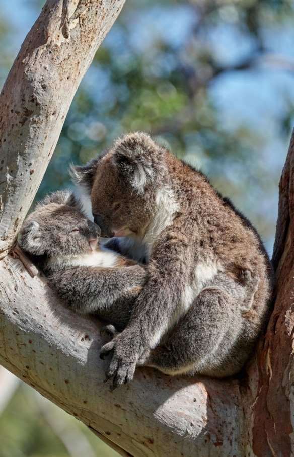 Koalas cuddling in a tree at Mount Lofty in South Australia © George Papanicolaou
