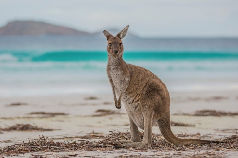 Lucky Bay, Cape Le Grand National Park, WA  © Greg Snell, Tourism Western Australia