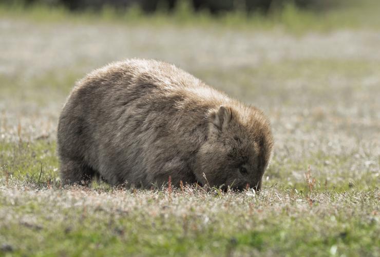 Wombat on Maria Island, Tasmania © Tourism Australia