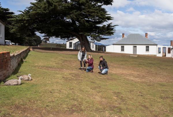 Geese, Maria Island Cruises, TAS © Tourism Australia