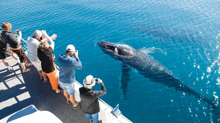 Whale watching, Hervey Bay, QLD © Matthew Taylor, Tourism and Events Queensland