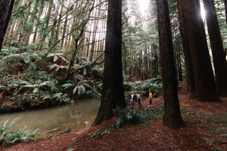 Beech Forest, Otway National Park, VIC © Great Ocean Road Tourism