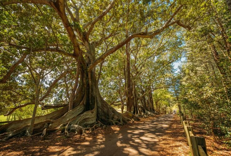 Moreton Bay Figs, Headstone Road, Norfolk Island © Tourism Australia