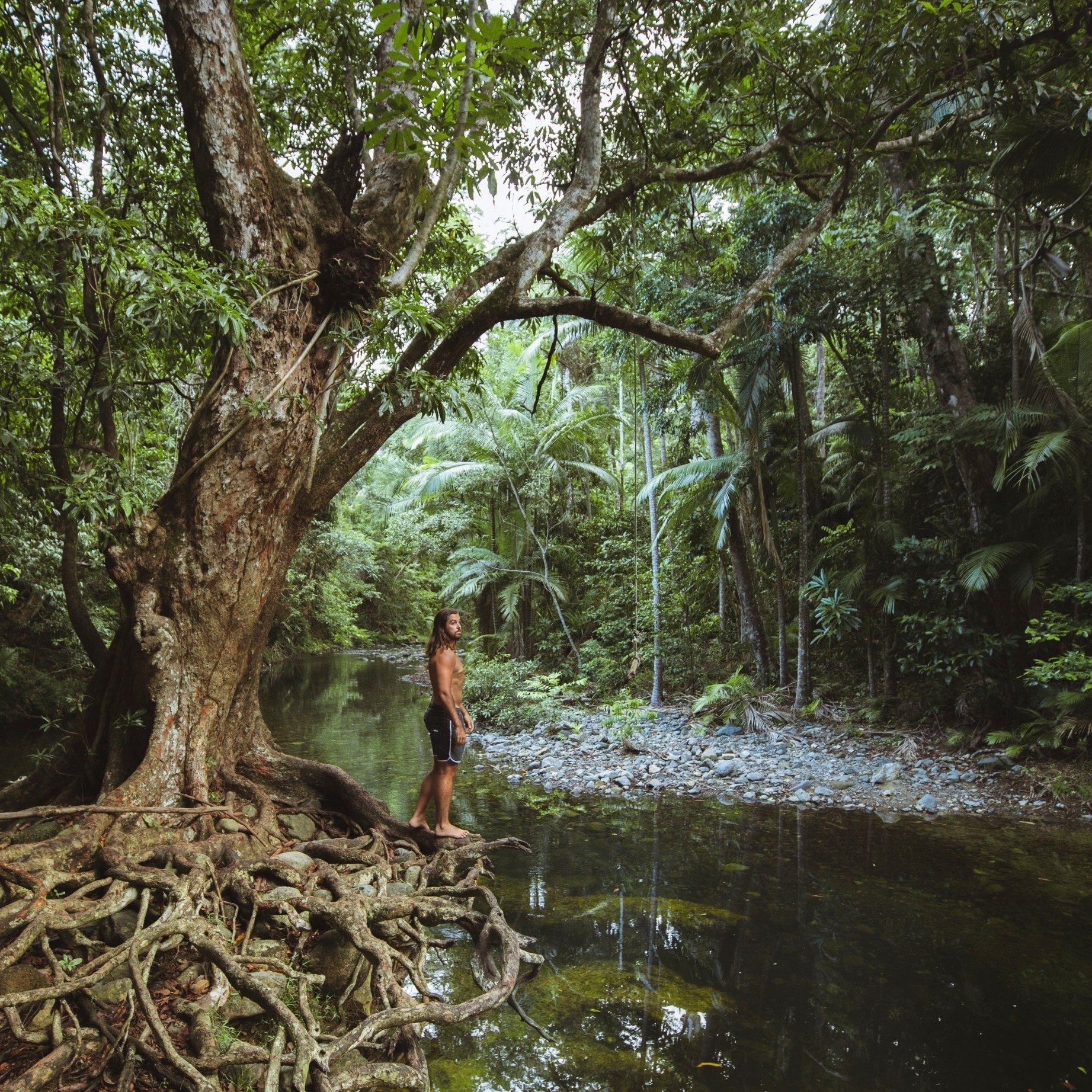 Emmagen Creek, Daintree Rainforest, QLD ©  Tourism Tropical North Queensland