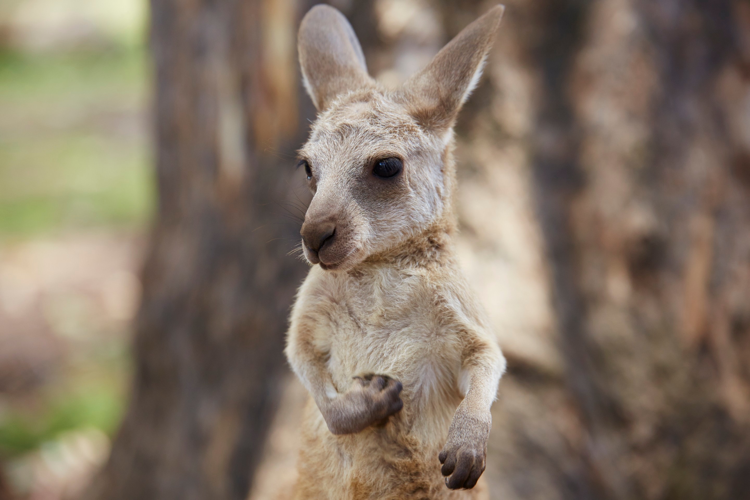 Joey at Lone Pine Koala Sanctuary, Brisbane, QLD © Tourism Australia
