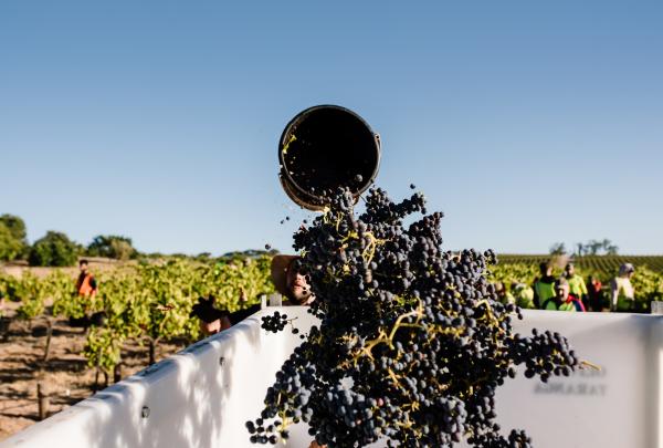 Oliver’s Taranga, McLaren Vale, South Australia © Meaghan Coles