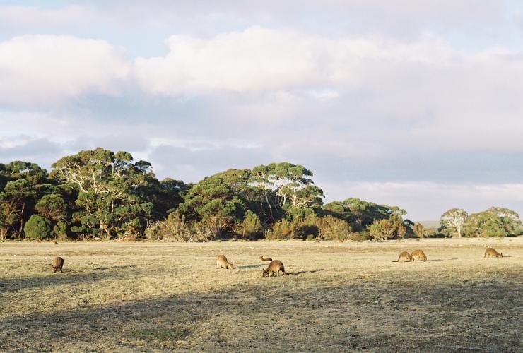 Southern Ocean Lodge, Kangaroo Island, SA © Luxury Lodges of Australia