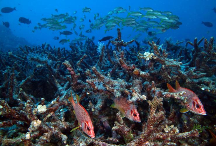 Coral Sea diving with Mike Ball Dive Expeditions, Great Barrier Reef, QLD © Deborah Dickson-Smith