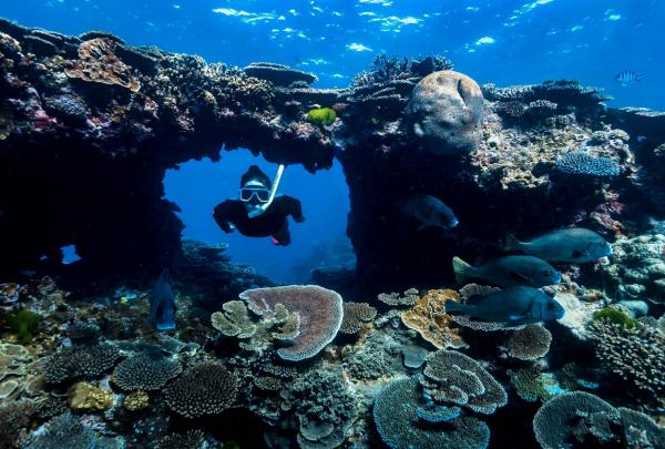Coral Archways, Lady Elliot Island, QLD © James Vodicka