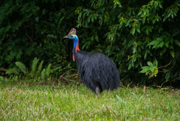 Southern Cassowary, FNQ Nature Tours, Daintree National Park, Queensland © FNQ Nature Tours