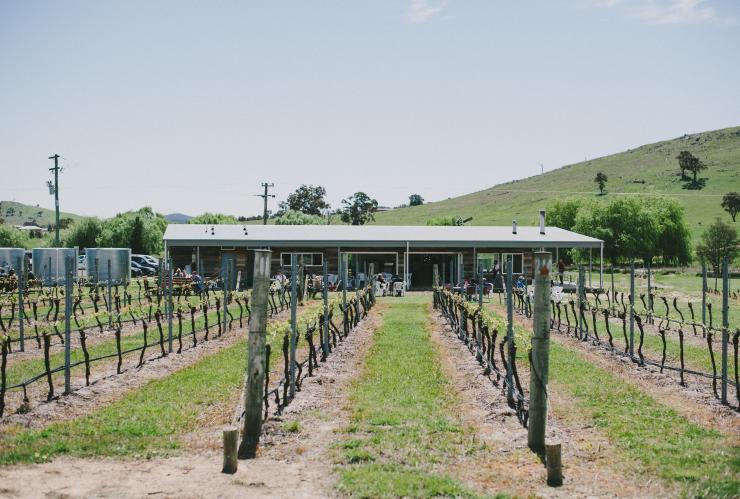 View down the vines towards cellar door at Four Winds Vineyard, Murrumbateman, New South Wales © VisitCanberra