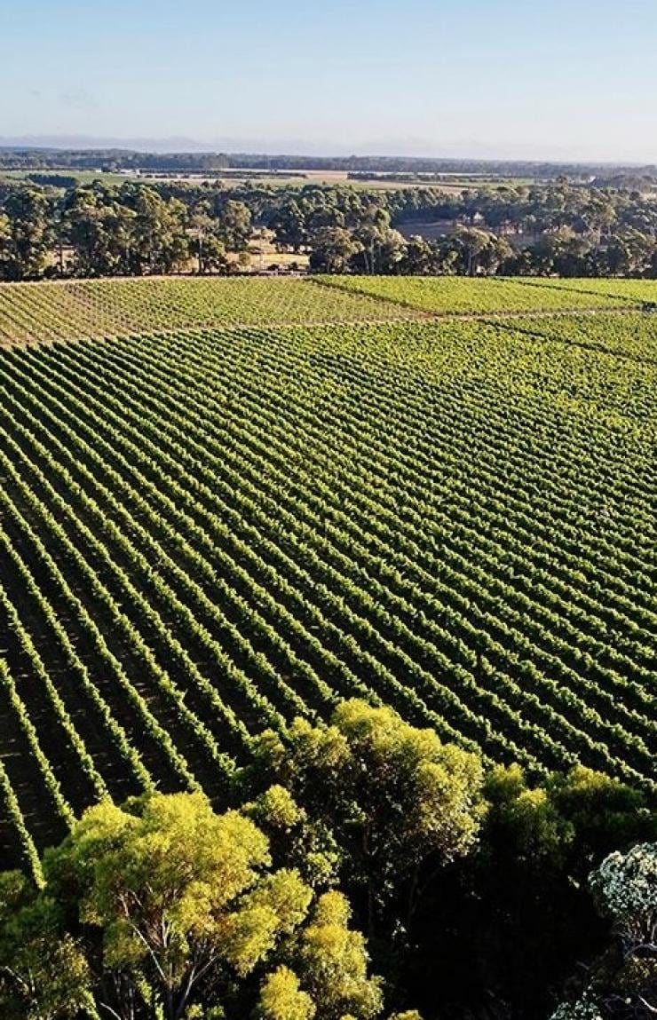 Aerial view over a lush green vineyard, Voyager Estate, Stevens Valley, Margaret River, Western Australia © Tourism Australia